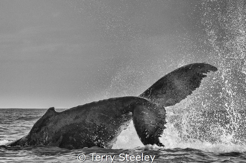 'The tale of a whale.'
Canon 1Dx, Canon EF70-200mm @ 160... by Terry Steeley 