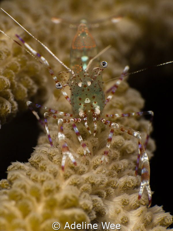 A pregnant spotted cleaner shrimp by Adeline Wee 