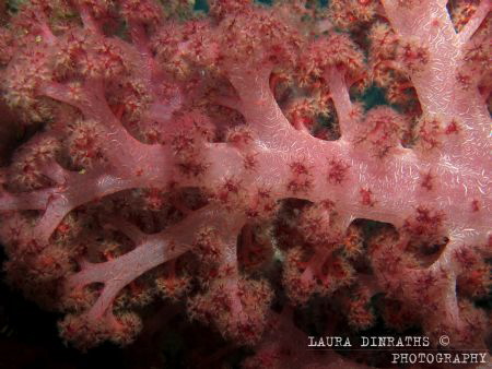 Pink soft coral, Bali by Laura Dinraths 