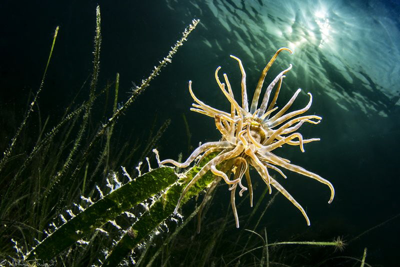 Grass crack anemone - Paranemonia cinerea (Thau lagoon) by Mathieu Foulquié 