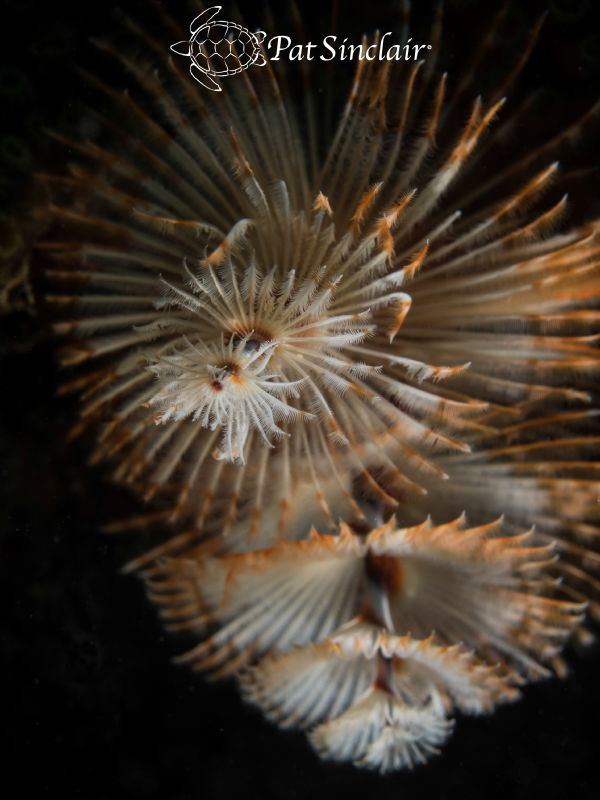 I saw this Christmas Tree Worm hanging down in front of a... by Patricia Sinclair 