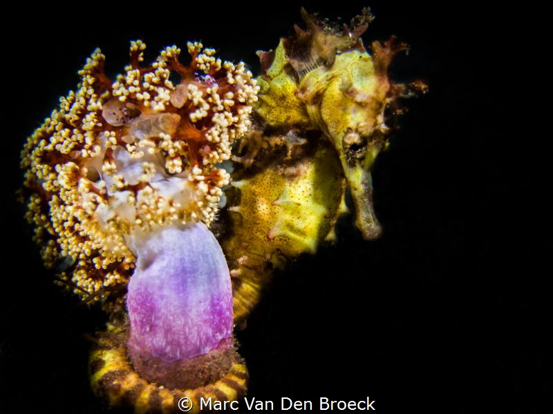 Yellow purple by Marc Van Den Broeck 
