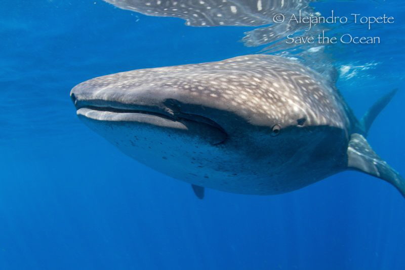 Whale Shark in the Blue, Isla Contoy México by Alejandro Topete 