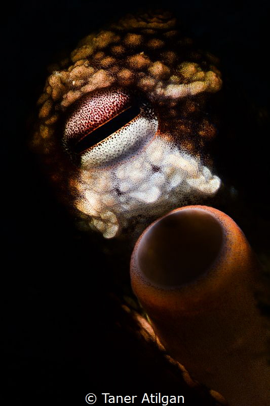 Snooted octopus from Sigacik/Turkey by Taner Atilgan 