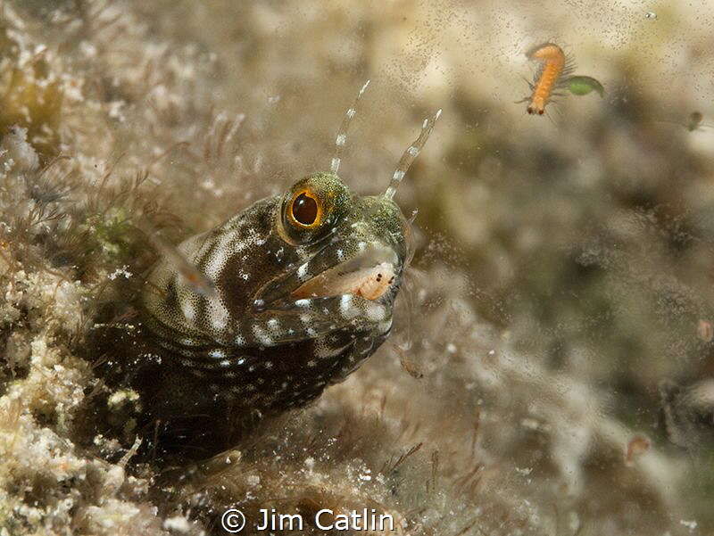 'Mouthful'...A blenny hunting bloodworms by night. This w... by Jim Catlin 