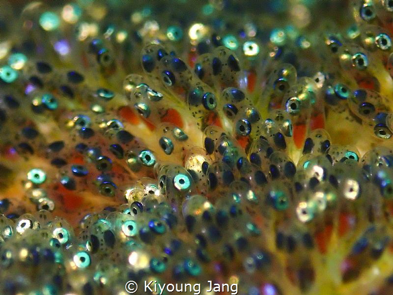 Lovely Nemo's babies~ by Kiyoung Jang 