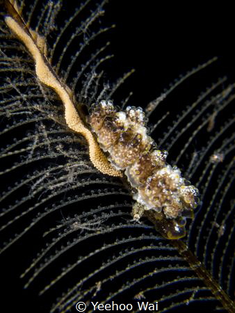 Doto sp. nudi laying eggs on a hydroid, and surronded by ... by Yeehoo Wai 