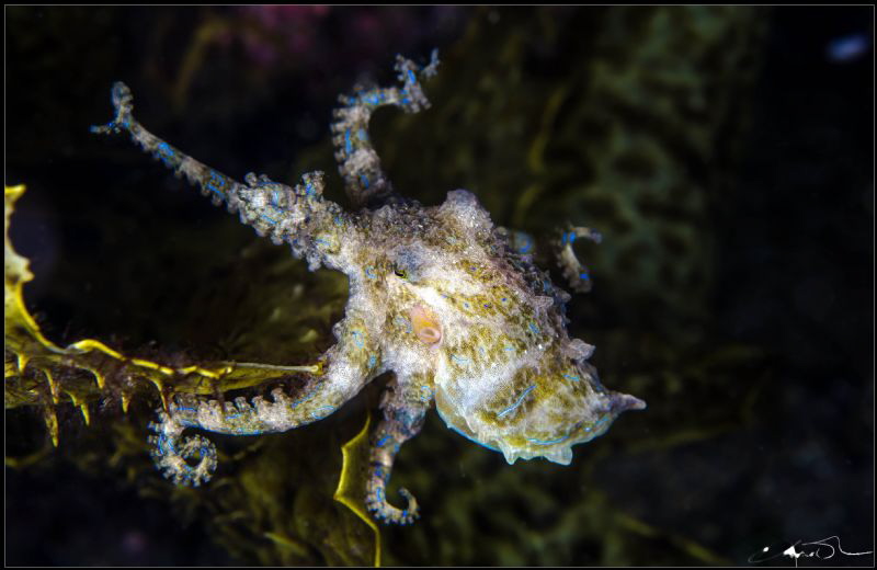 Blue-ringed Octopus. They are recognized as one of the wo... by Kris O'keeffe 