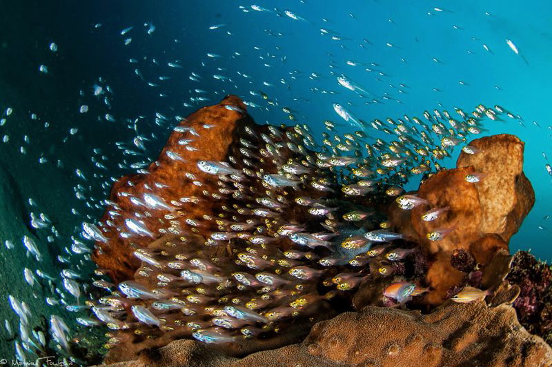 reef life (Manado) by Mathieu Foulquié 