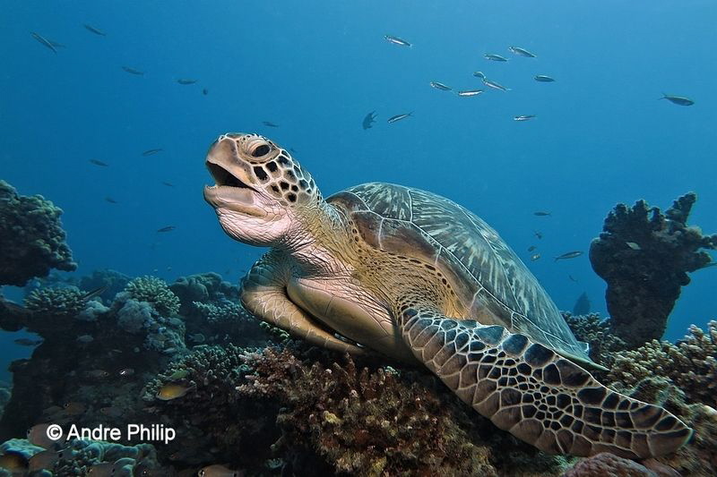 Yaaaawning Green Sea Turtle by Andre Philip 