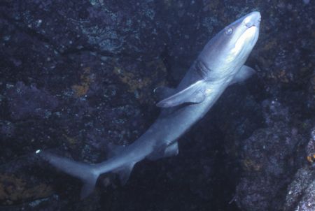 White Tip shark found in a cave in the Galapgos. by David Spiel 
