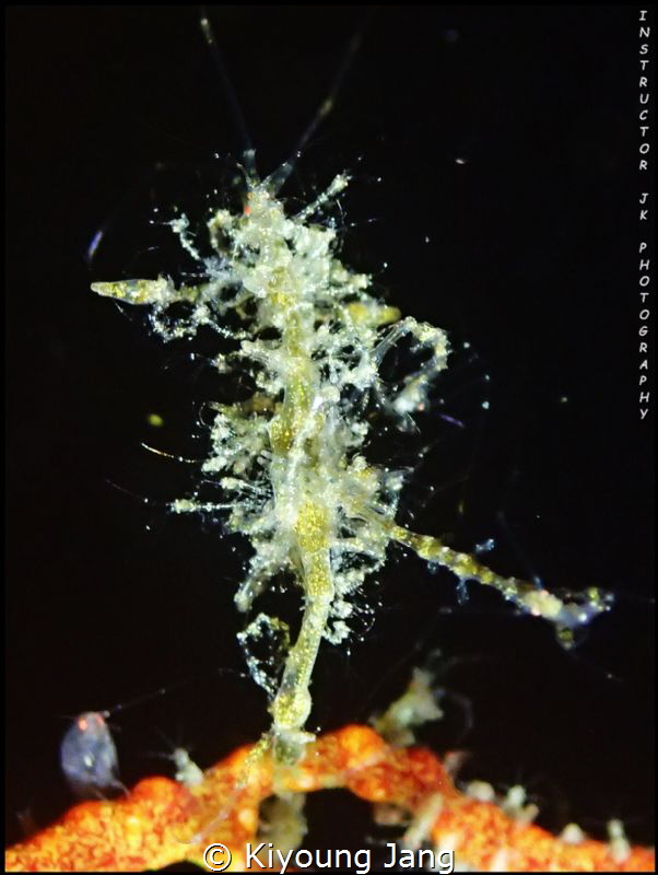 Mother skeleton shrimp by Kiyoung Jang 