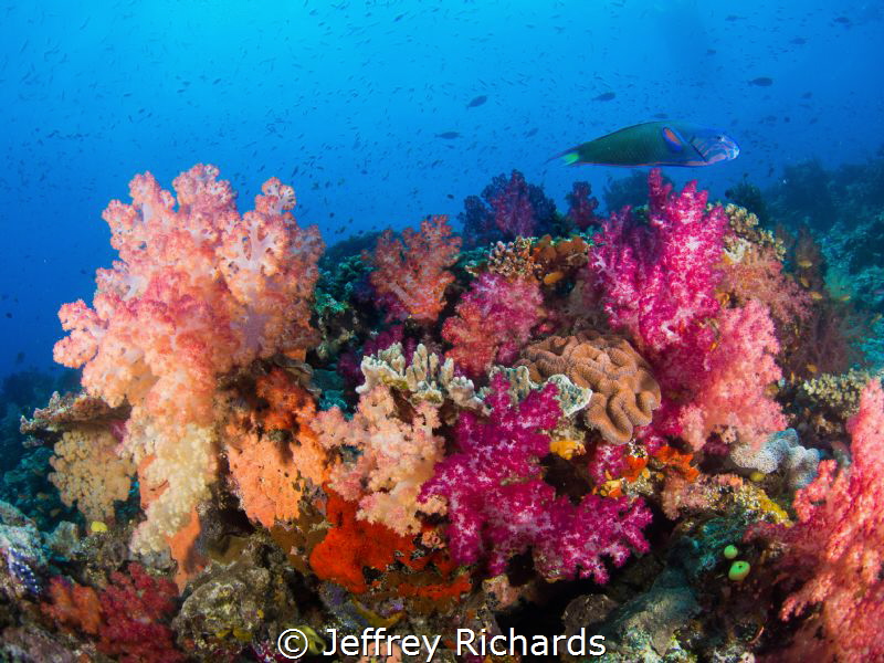 A colorful soft coral reef scene in Fiji. by Jeffrey Richards 