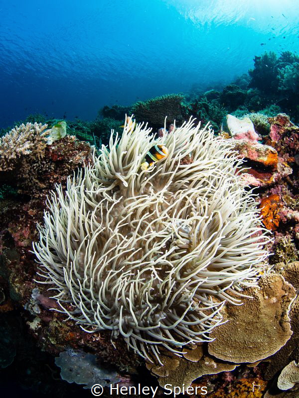 Gloriously healthy coral reef off Cabilao island. by Henley Spiers 