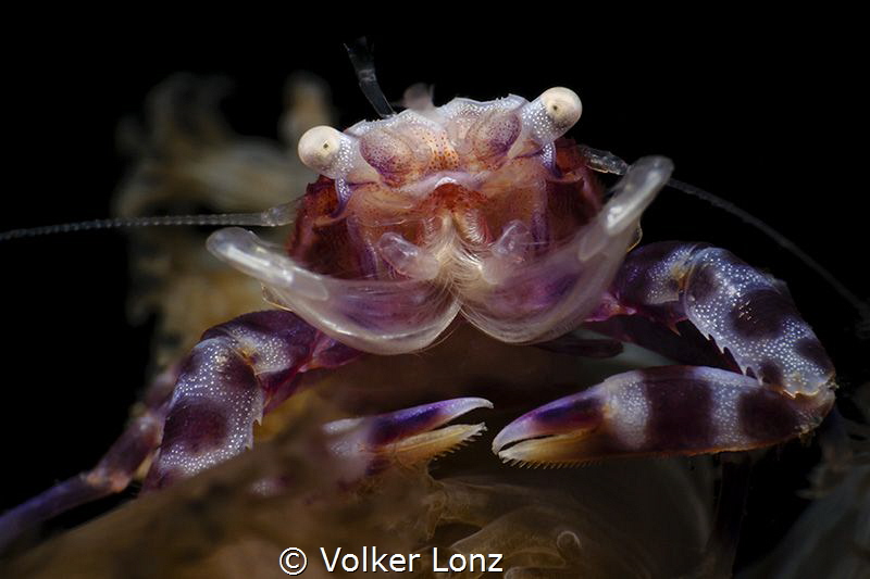 porcelain crab by Volker Lonz 