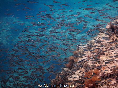 Pilchard (European sardine) school by Aksems Kuzucu 