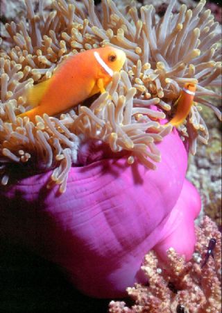 HANGIN' OUT! Anemonefish; Pohnpei; Housed Nikon F; 55 aut... by Rick Tegeler 