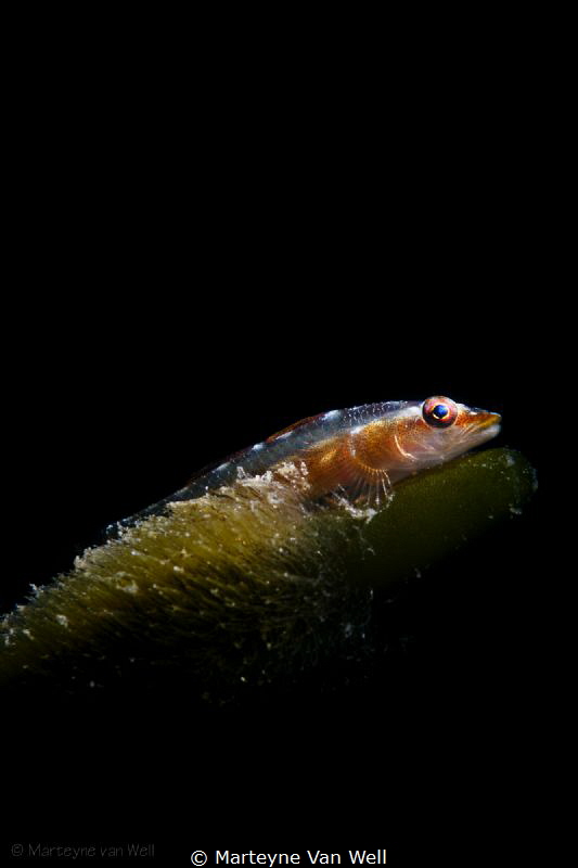 In the spotlight - a blenny protecting eggs by Marteyne Van Well 