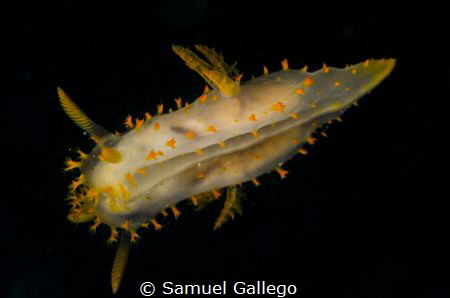 double nudibranch! by Samuel Gallego 