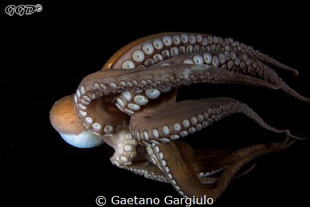 Stuck on my dome (1) ... the octopus after the attack to ... by Gaetano Gargiulo 