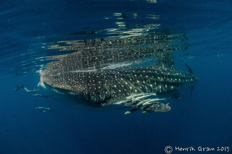 One of the Many Whale sharks gathering offshore of Qatar by Henrik Gram Rasmussen 