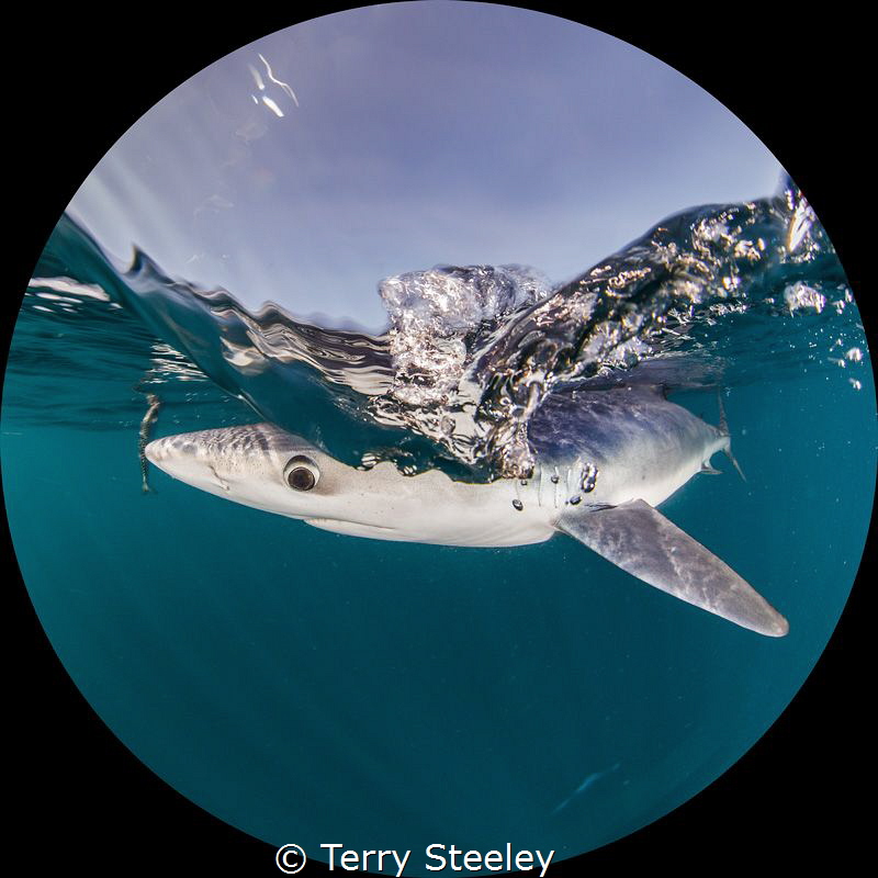 Through the round window...
— Subal underwater housing, ... by Terry Steeley 