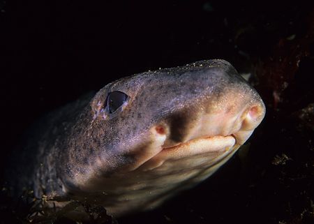 Shark up close, OK it's a dogfish.
Isle of Man.
60mm. by Mark Thomas 