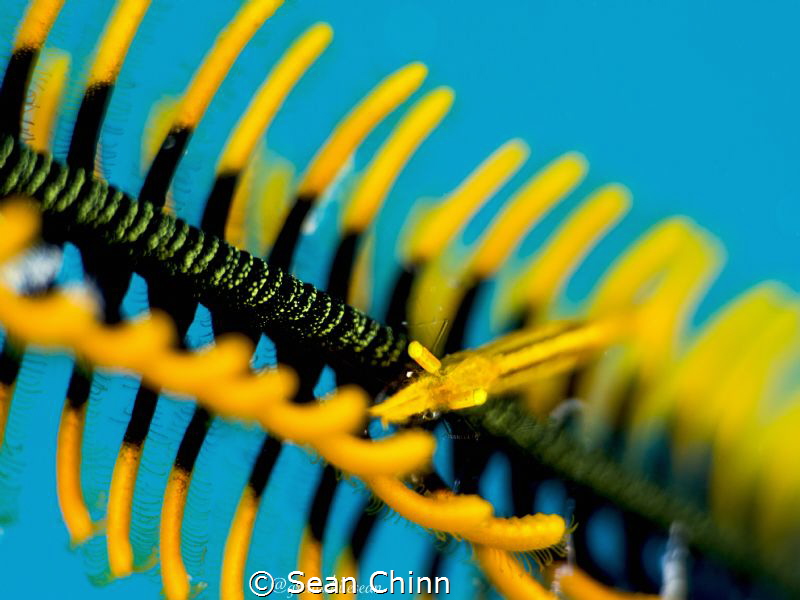 Shallow DOF of Crinoid Shrimp by Sean Chinn 