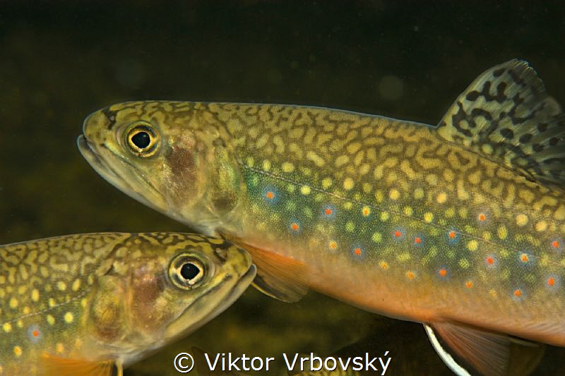 Salvelinus fontinalis - Brook Trout by Viktor Vrbovský 