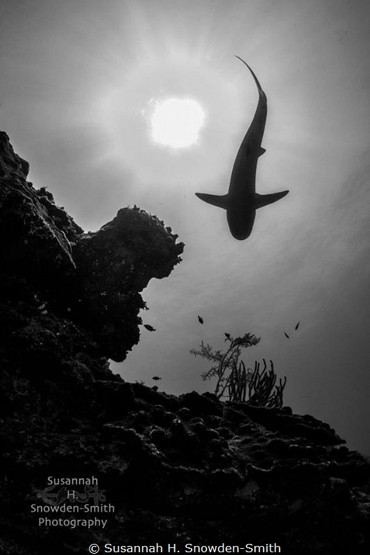 "Swish"
During a shark dive in Roatan, the sharks were c... by Susannah H. Snowden-Smith 