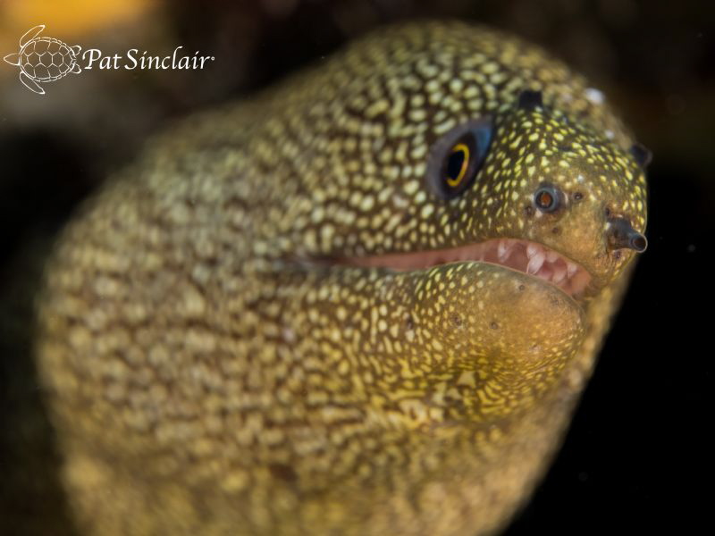 This very young (and small) goldentail eel was kind enoug... by Patricia Sinclair 