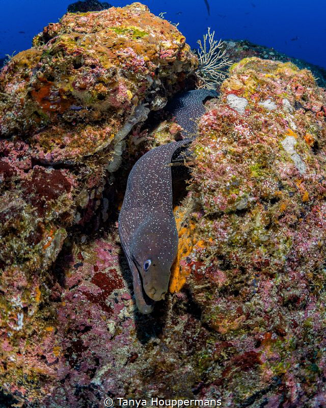 That's A Moray!
A spotted moray eel at Cocos Island, Cos... by Tanya Houppermans 