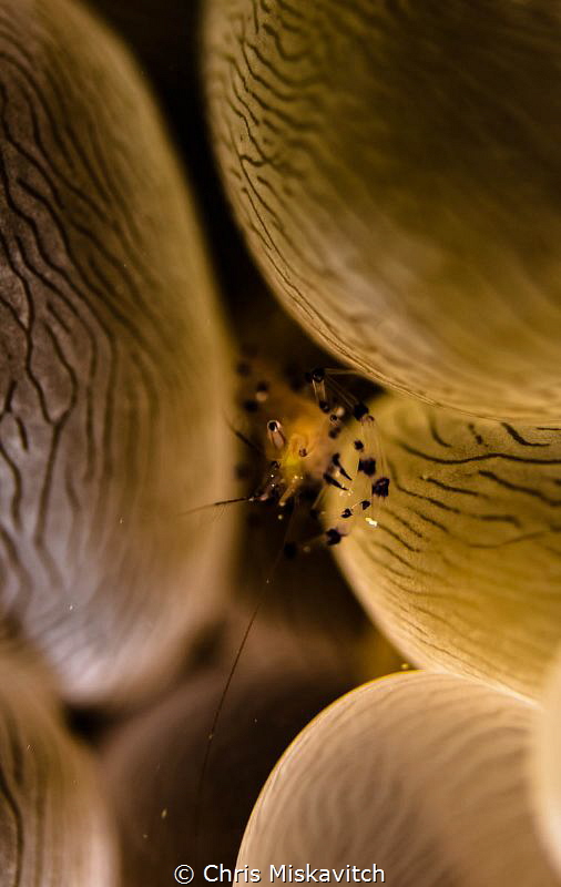 Bubble Coral w/ tiny shrimp.... by Chris Miskavitch 