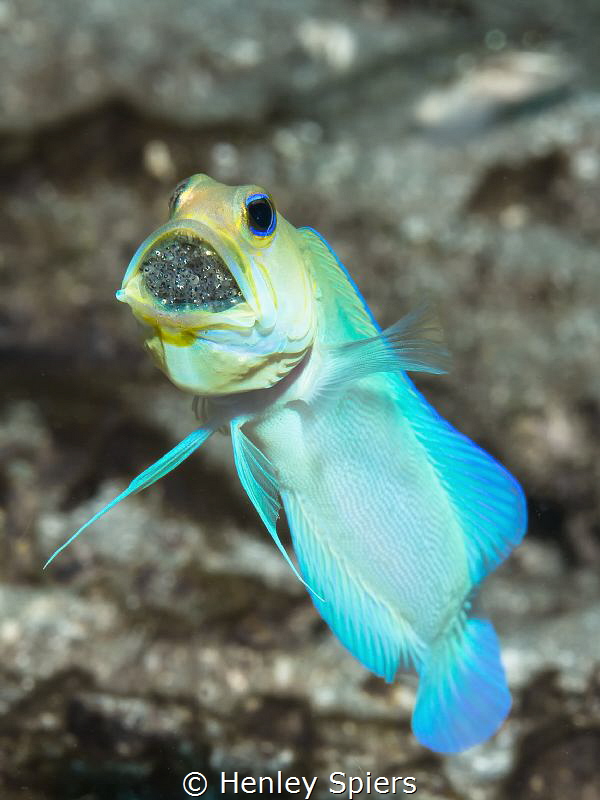 Finally got a shot of a brooding Yellowhead Jawfish! by Henley Spiers 