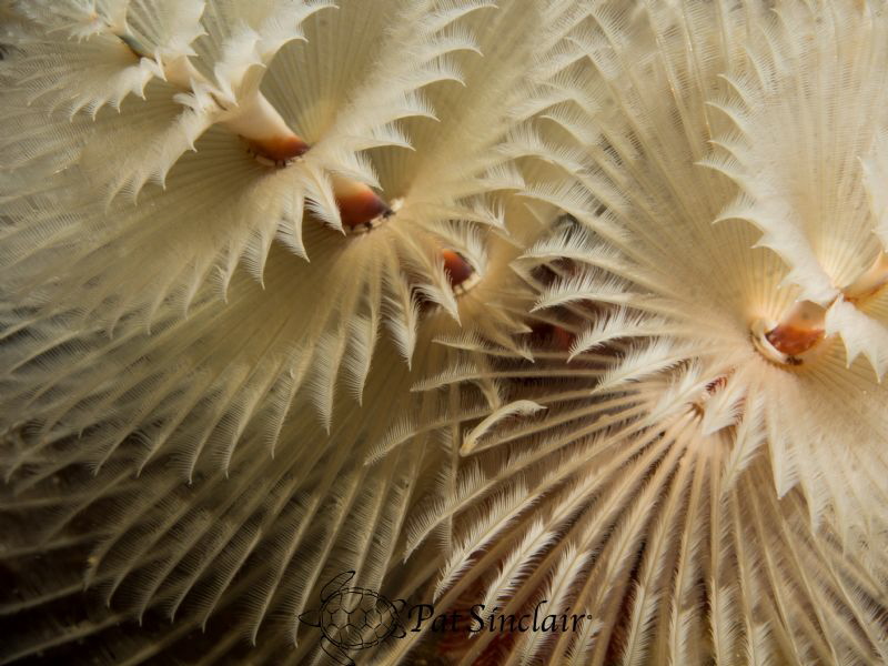 White christmas Tree worm from Bonaire taken in October. ... by Patricia Sinclair 