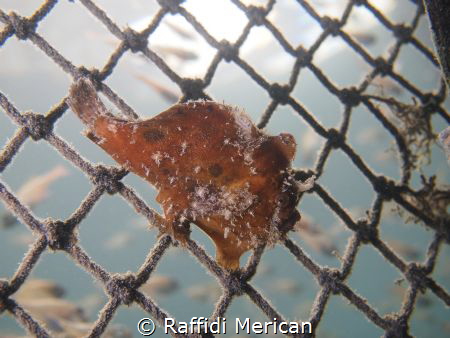 Frogfish sitting on a barricade net at 3m. Taken at ND Di... by Raffidi Merican 