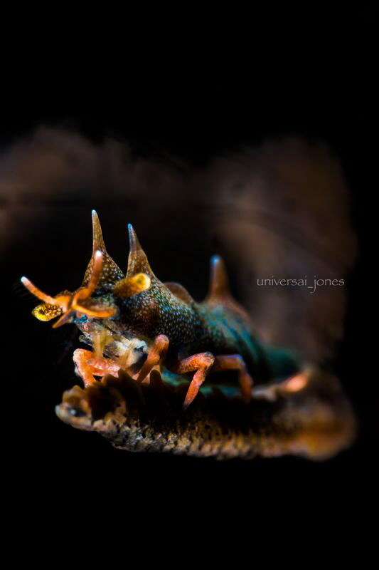 Miropandalus hardingi - Dragon Shrimp by Wayne Jones 