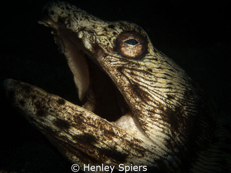 Halloween Spotted Snake Eel by Henley Spiers 