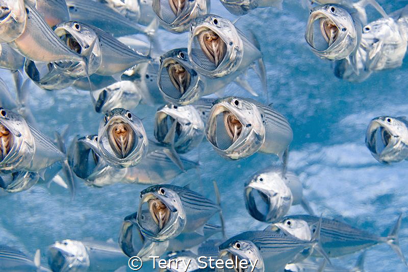Introducing the Indian mackerel choir by Terry Steeley 