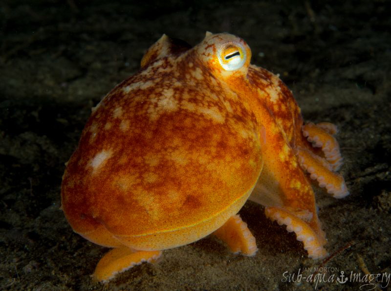 Batnfjord Night Dive Octopus by Jan Morton 