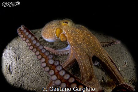 Ain't sharing!!! large octopus feasting (and not sharing)... by Gaetano Gargiulo 