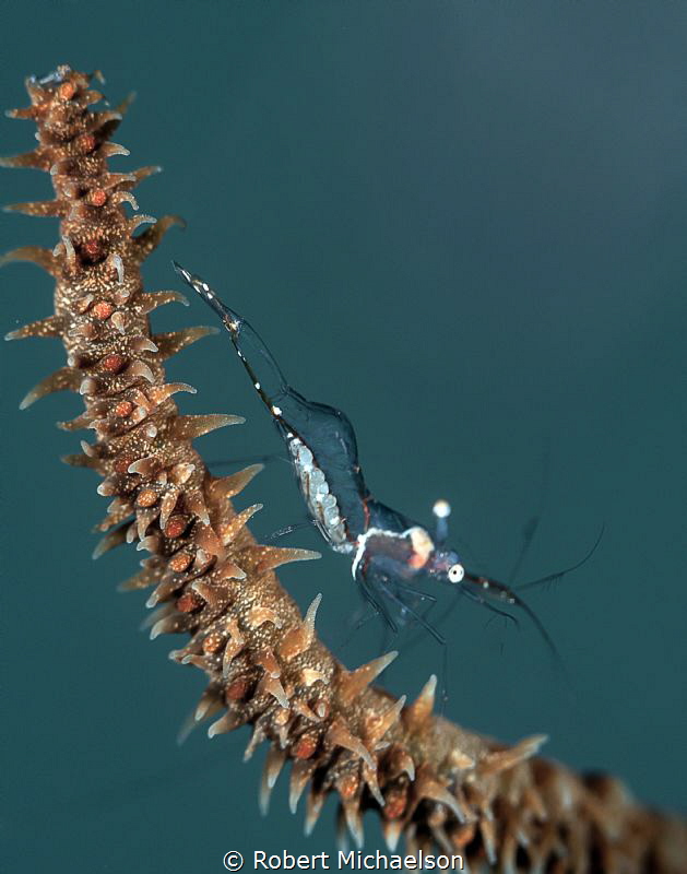 Black Coral Shrimp with eggs. 60 mm macro with +10 diopter. by Robert Michaelson 