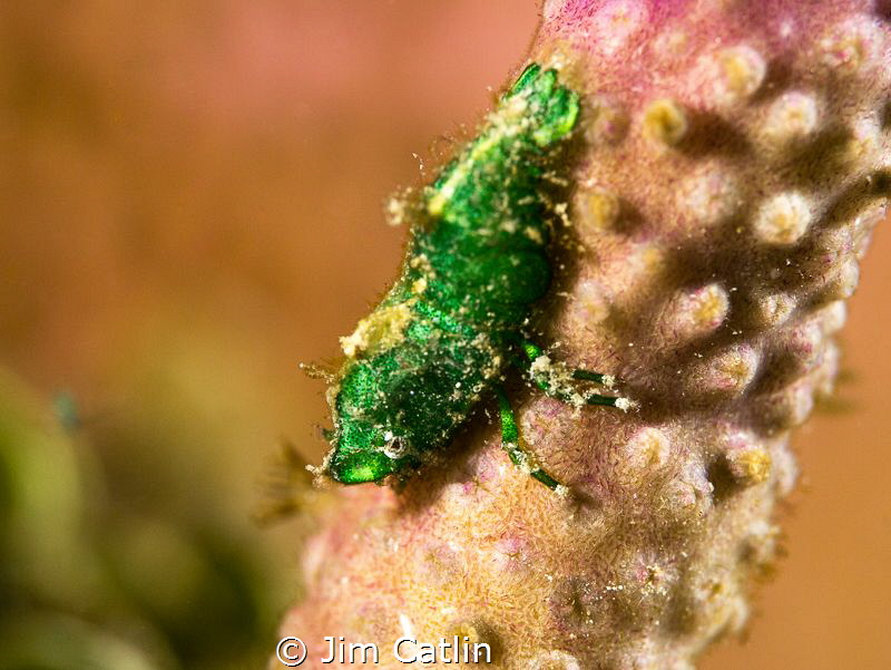 Rough back shrimp in front of colourful sponge by Jim Catlin 