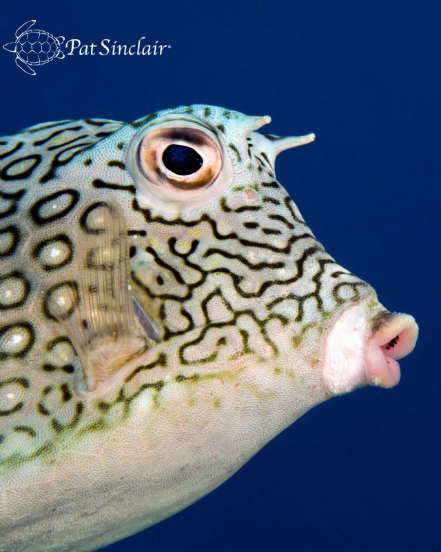 This honeycomb cowfish posed for me for quite a while...a... by Patricia Sinclair 