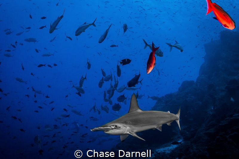 "Sleek"
A Hammerhead comes by for a closer look at Dirty... by Chase Darnell 