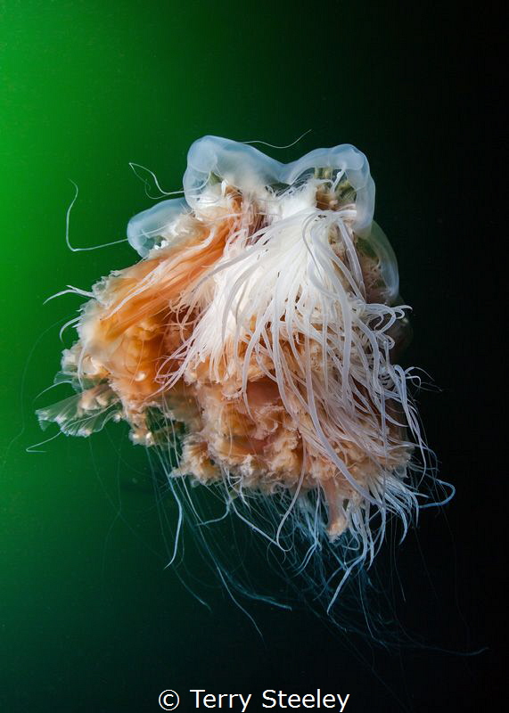 Lion's mane jellyfish'. Inside passage, Alaska.
—
Subal... by Terry Steeley 