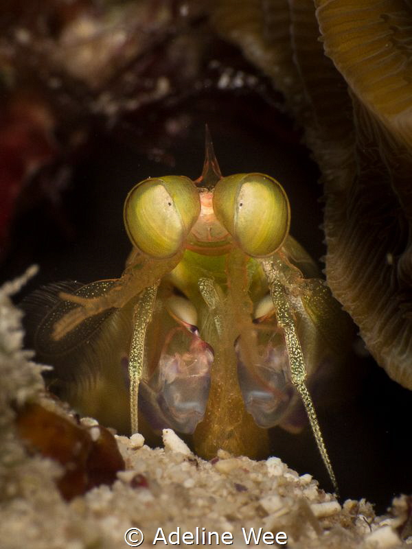 Hypnotizing eyes of a mantis shrimp by Adeline Wee 