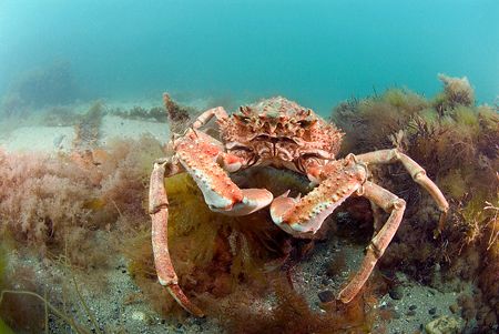 Spiny spider crab, North Wales. 10.5mm fill in flash. by Derek Haslam 