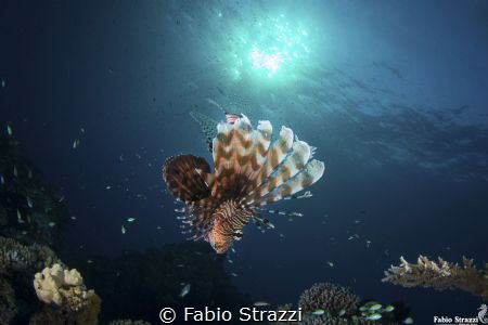 Lionfish and sun by Fabio Strazzi 