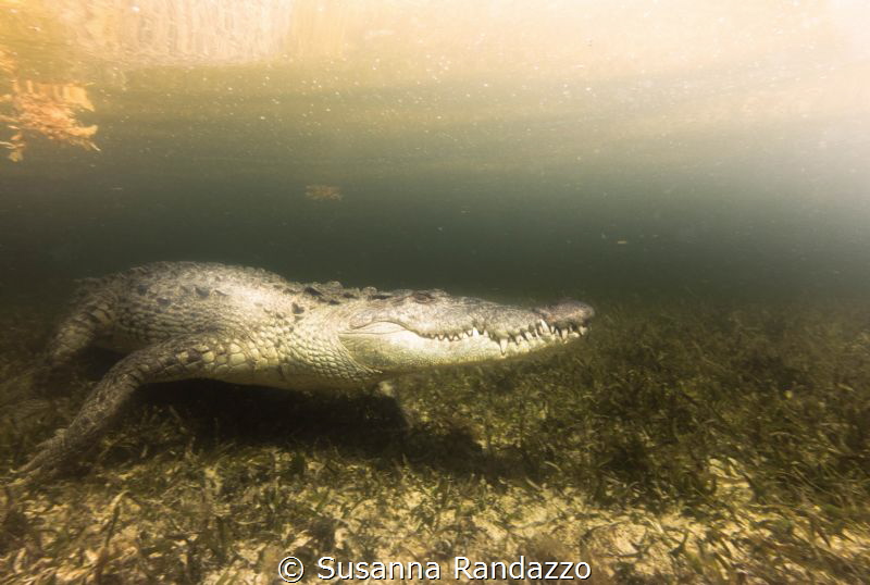 American crocodile.. in its splendor , from a safe distance by Susanna Randazzo 
